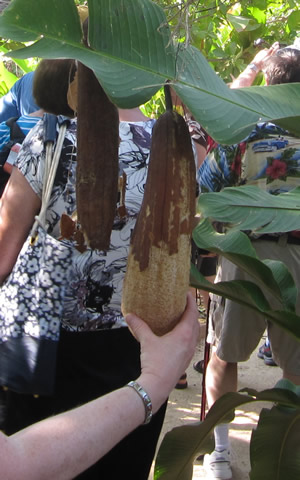 luffa plant